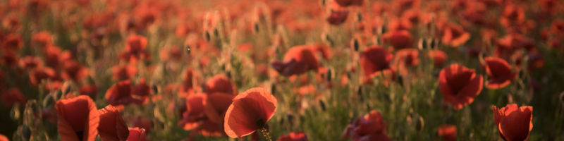 Field of Poppies